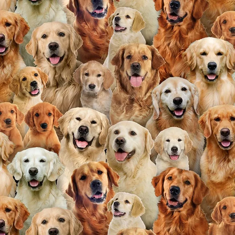 Best Friend Golden Retrievers