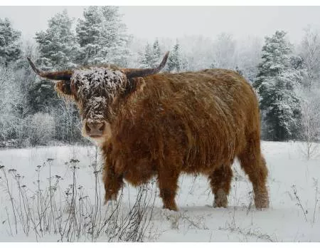 Call Of The Wild Highland Cow Caramel