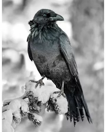 Call Of The Wild Raven