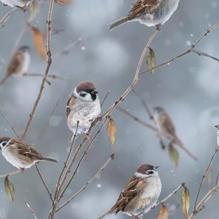 Call Of The Wild Sparrow