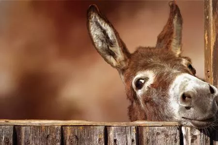 Donkey at the Gate Panel 20in x 13in