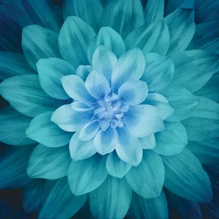 Dream Big : Teal Large Flower 43" x 43" Digital Print - #P4389H-21
