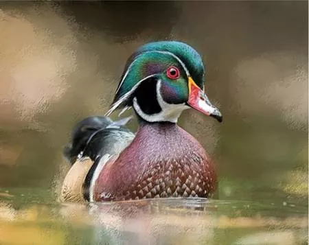 Focus on Fabric 20" X 16 Abstract Wood Duck BBG-012 Panel