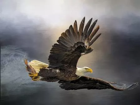 Focus on Fabric 24" X 18 Bald Eagle with Dinner BBP-002 Panel