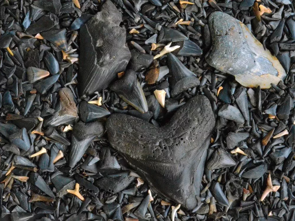 Fossilized Shark's Teeth 550 Piece Puzzle