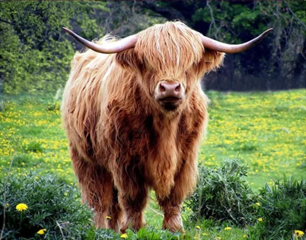 Fun Size - 20" x 16" PANEL - Focus on Fabric - Highland Cow in Dandelion Field ACW-016