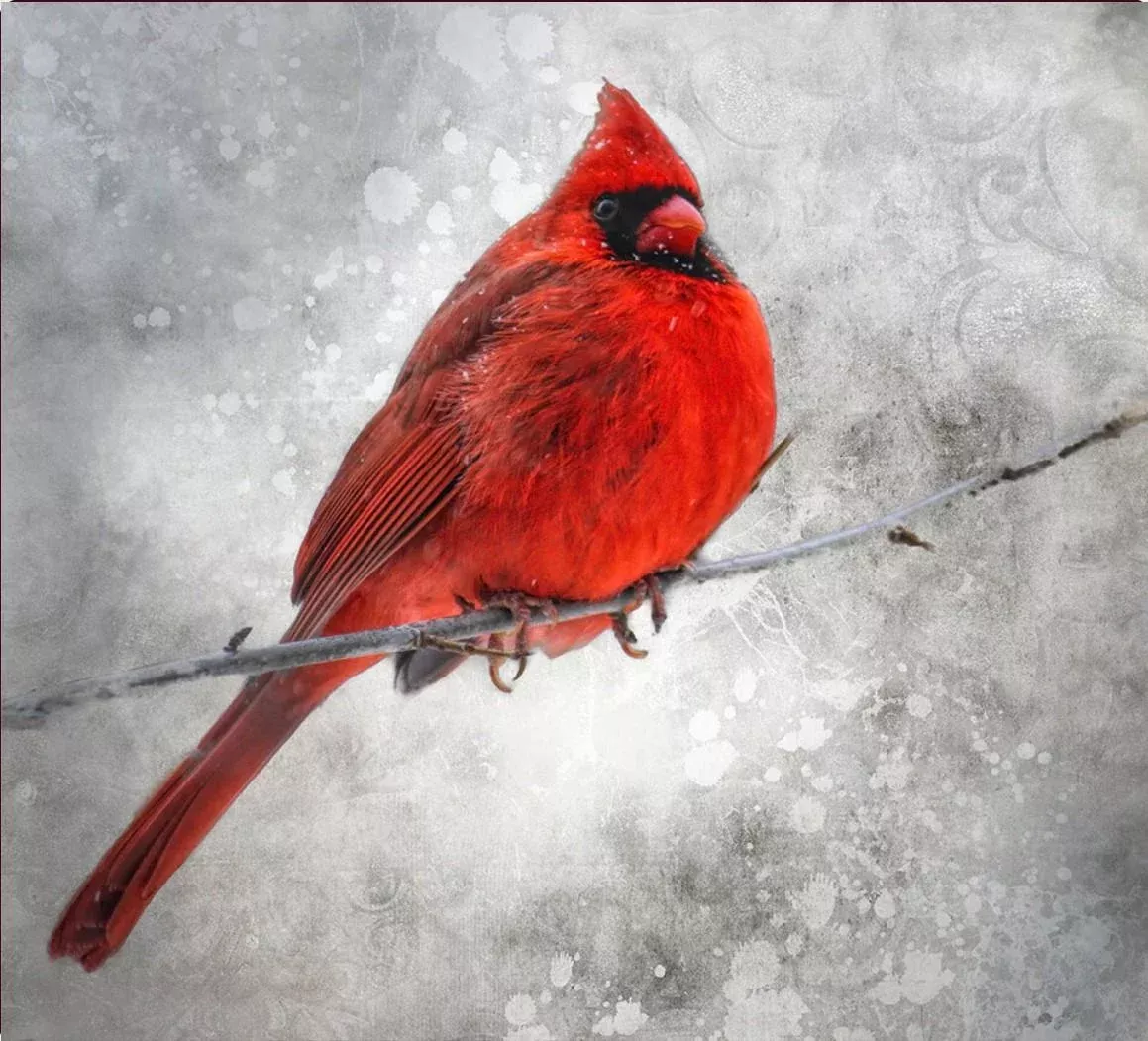 Fun Size - 20" x 18" PANEL - Focus on Fabric - Red Cardinal in Snow BRB-001
