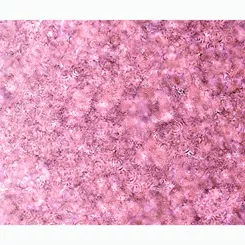 QT Effervescene Rose 28159 D