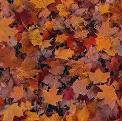QT Open Air Leaves 1654-28103-T Rust 016542200822 ^