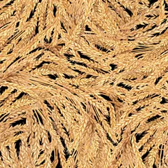 QTFall Splendor Packed Wheat 28402-A ^