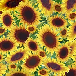 Songbirds : Sunflowers - #1649-27786-S - Jerry Gadamus & Jan McGuire