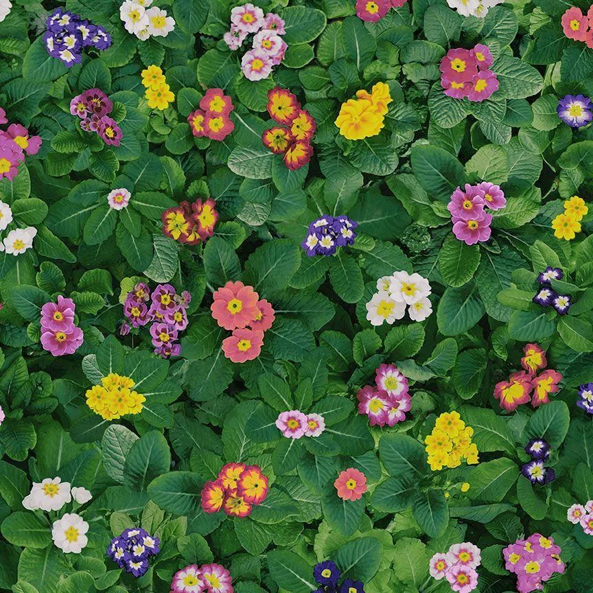 TT Garden Florals CD1707-MULTI - Cotton Fabric